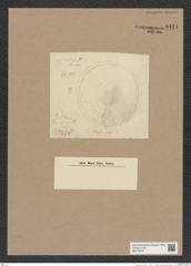 Podosira sp. (de-Toni-Nr.: Genus 217) Zeichnungen Sammlung Grunow Nr. 9424 (NHMW-BOT-W0379276)